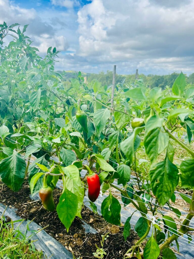 Accueil 5 demijournee34heure